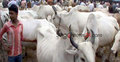 ভারতীয় গরুতে সয়লাব জয়পুরহাটের পশুরহাট