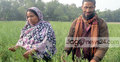এক জমিতে বছরে চার ফসল!