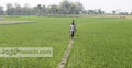 বোরো আবাদে ব্যস্ত ঝিনাইদহের কৃষক