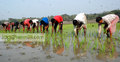 যশোরাঞ্চলের মাঠজুড়ে বোরো আবাদের ধুম