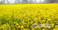 জয়পুরহাটে সরিষার বাম্পার ফলন
