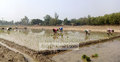 ঠাকুরগাঁওয়ে বোরো আবাদে ব্যস্ত চাষিরা