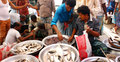 মানিকগঞ্জে ৪ দিন ধরে মাছ বিক্রি বন্ধ