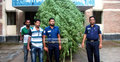 রাজবাড়ীতে ৭টি গাঁজা গাছ উদ্ধার