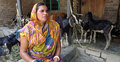 ছাগল পালন করে সবিতা রানীর দিন বদল