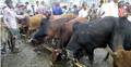 নওগাঁয় কুরবানির পশুর দাম কমেছে