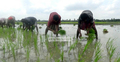 আউশ চাষের লক্ষ্যমাত্রা ব্যাহত হওয়ার আশঙ্কা