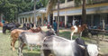 স্কুল মাঠে গরুর হাট