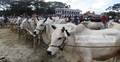 গরু আছে ক্রেতা নেই