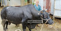 ষাঁড়ের দাম ১৫ লাখ টাকা
