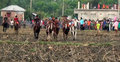 নড়াইলে ঘোড়দৌড় প্রতিযোগিতা