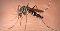 21 city areas most risky for chikungunya: report