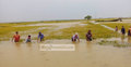 পানির নিচে পচছে পাকা ধান, কাঁদছে কৃষক