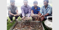 কুড়িগ্রামে গলদা চিংড়ি চাষে সাফল্য