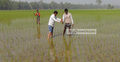 সিরাজগঞ্জে ফসলি জমিতে কীটনাশকের ব্যবহার কমেছে