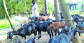 সাতক্ষীরায় ৯ লাখ টাকার ভারতীয় ছাগল আটক