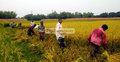 দিনাজপুরের মাঠে মাঠে ধান কাটার উৎসব