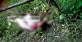 তরুণীকে ধর্ষণের পর গলা কেটে হত্যা