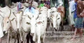ভারতীয় পশু নিয়ে আতঙ্কে খামারিরা