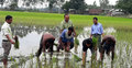 কৃষকের সঙ্গে চারা রোপণে ব্যস্ত জেলা প্রশাসক