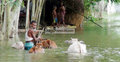 কুড়িগ্রামে বন্যা কবলিত এলাকায় পশুর রোগ-বালাই বাড়ছে