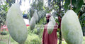 ছোট ছোট গাছে বড় বড় আম