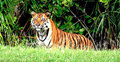 সুন্দরবনে বাঘের আক্রমণে মৌয়ালের মৃত্যু