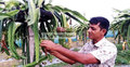 ড্রাগন চাষে ভাগ্য বদল