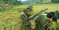 মগ বাহিনী কেটে নিচ্ছে রোহিঙ্গাদের ধান