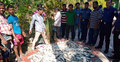 বাউফলে ৭ মণ জাটকা উদ্ধার