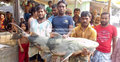 জেলের জালে ধরা ৪৬ কেজি ওজনের বাঘাইড় মাছ