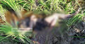 পেকুয়ায় কিশোরের গলাকাটা মরদেহ উদ্ধার