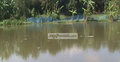 ৩ দিনের বৃষ্টিতে ভেসে গেছে ৬৭ লাখ টাকার মাছ