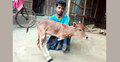 দিনাজপুরে দুই পা বিশিষ্ট বাছুরের জন্ম