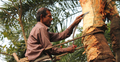 শীতে ঝিনাইদহে রস সংগ্রহে ব্যস্ত গাছিরা