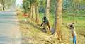 প্রাণ পেল সিঙ্গাইর মহাসড়কের তিন হাজার গাছ