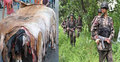 চামড়া পাচার রোধে সীমান্তে সতর্ক বিজিবি
