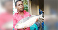 এক ইলিশের দাম সাড়ে ৯ হাজার টাকা