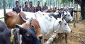 কুড়িগ্রাম সীমান্তে আটক গরুর হিসাবে গরমিল