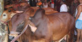১৯টি গরুর একটিও বিক্রি হলো না শিকদারের