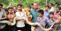 ছাগল খেতে এসে ধরা পড়ল বিশাল অজগর