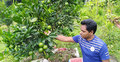 বিদেশি ফল চাষে মামা-ভাগ্নের বিপ্লব