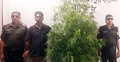 গাছসহ গাঁজা চাষি গ্রেফতার