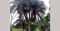 এক খেজুর গাছের ৭ মাথা