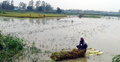 মির্জাপুরে পানির নিচে শত শত একর জমির ধান