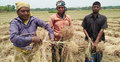 কম দামে ধান বিক্রিতে বাধ্য হচ্ছেন কৃষক