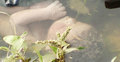 পানিতে ভাসছে নবজাতকের লাশ