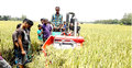 শ্রমিক সংকটে জনপ্রিয় হচ্ছে কম্বাইন হারভেস্টার