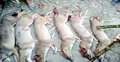 ফাঁদে ফেলে ৬ শিয়ালকে পিটিয়ে হত্যা