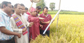 এবার কৃষকের ধান কেটে দিলেন ফরিদপুরের এমপি